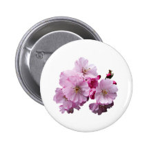 Close Up of Cherry Blossoms Pinback Buttons