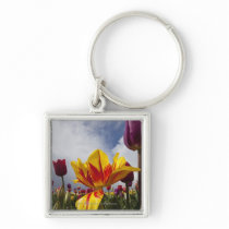 Close Up of Colourful Blooming Tulips In Oregon Keychains