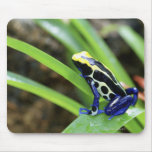 Close-up of Costa Rican Cobalt Dyeing Dart Frog Mousemats