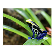 Close-up of Costa Rican Cobalt Dyeing Dart Frog Postcard