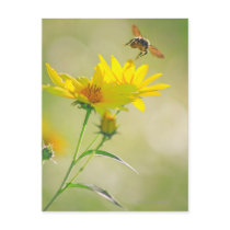 Close up of Honey Bee Flying Towards Yellow Post Card