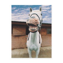 Close-up of Horse with Mouth Open Postcard