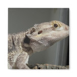Close Up Of Pet Pogona Vitticeps Near The Window magnets