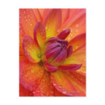 Close-up of petals at the centre of a dahlia postcard