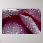 Close-up of pink petals with water drops print