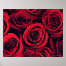 Close up of red rose flowers. print