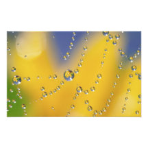 Close-up of spider web with dew drops photograph