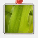 Close up of wet tropical leaf ornaments