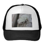 Close Up Of White Tree Frog Hat
