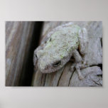 Close Up Of White Tree Frog Print