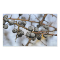 Close-up on black berries with a blured background rectangular stickers