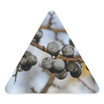 Close-up on black berries with a blured background sticker