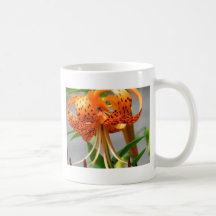 Close Up Orange Spotted Tiger Lily Coffee Mugs