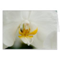 Close Up Orchid cards
