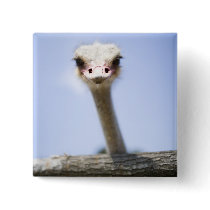 Close up Ostrich head Pinback Buttons