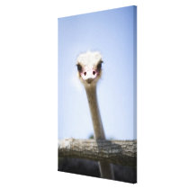 Close up Ostrich head Canvas Prints