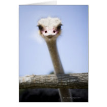 Close up Ostrich head Greeting Card