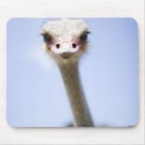 Close up Ostrich head Mouse Pad