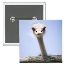 Close up Ostrich head Pinback Buttons