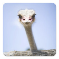 Close up Ostrich head Sticker