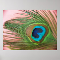 Close Up Peacock Feather with Pink Print