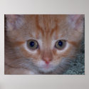 Close Up Photo of a Cute Kitten posters