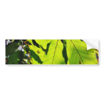 Close Up Photo Of Beech Leaves bumper stickers