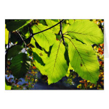 Close Up Photo Of Beech Leaves Card