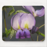 Close- Up Purple Wisteria mousepads
