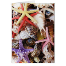 Close Up Sea Shell ans Starfish Photos Greeting Cards