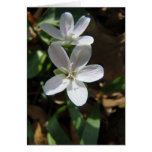 Close Up Spring Beauties cards