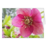 Close Up - Spring Hellebore cards