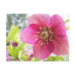 Close Up - Spring Hellebore postcards