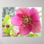 Close Up - Spring Hellebore posters