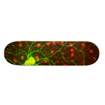 Close Up View of Retinal Ganglion Cell Skate Deck