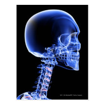 Close up x-ray of the bones in the neck postcard