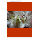Closed White Lily cards