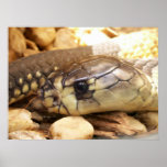 Closeup Cobra Head posters