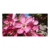 Closeup Crab-Apple Blossoms Photo Card