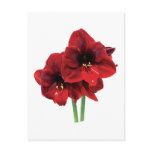 Closeup of Red Amaryllis Postcard