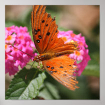 closeup orang-blk butterfly on lantana poster