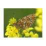 Clossiana euphrosyne postcard