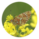 Clossiana euphrosyne round sticker