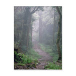 Cloud forest, Mt. Kilimanjaro, Tanzania Postcards
