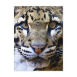 Clouded leopard detail postcards