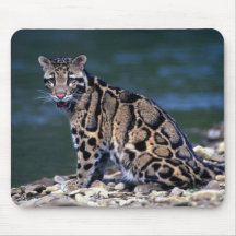 Clouded Leopard-eye contact Mouse Pad