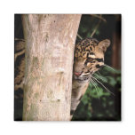 Clouded Leopard Magnet