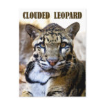 Clouded leopard postcards