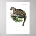 Clouded leopard posters