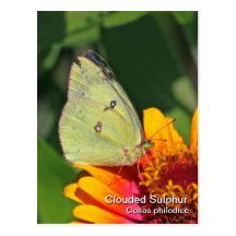 Clouded Sulphur Postcard